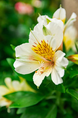 White Peruvian lily, (alstroemeria), blooming with green vegetation background