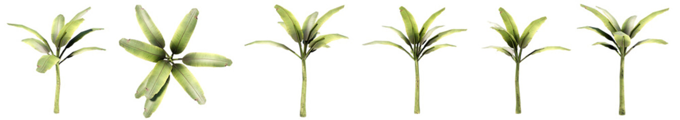 Set or collection of green palm trees isolated on white background. Concept or conceptual 3d illustration for nature, ecology and conservation, strength and endurance, force and life