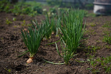 Close up of growing onion in garden. Blooming onion in ground. Concept of space for your text.