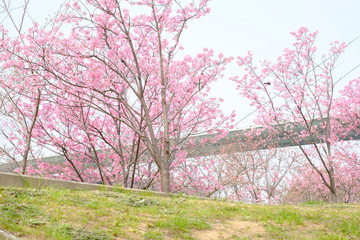 Fototapeta premium Sakura in a Park in Japan