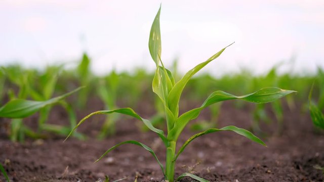 close-up. young corn grows on field. rows of young green corn sprouts stick out from ground, soil. Spring. agriculture, eco farming