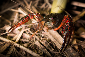 Cangrejo rio © Carlos