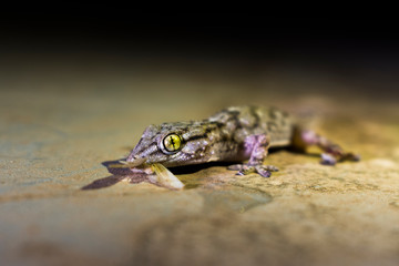 salamandra, lagartija