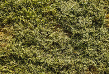 Fototapeta na wymiar Texture of mowed, dry green grass and hay. Photography, concept.