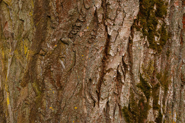 Textured Tree Bark nature Close Up for Background