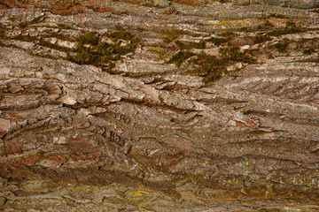 Textured Tree Bark nature Close Up for Background