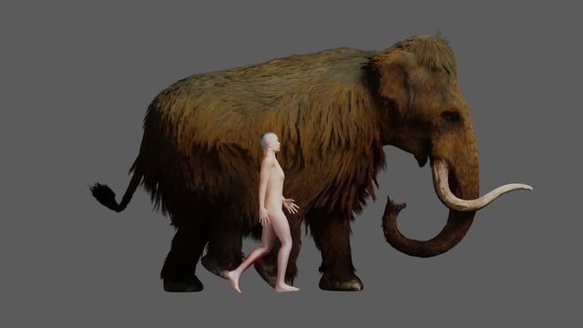 A 3D animation of the extinct Woolly Mammoth and a Human walking side by side for size comparison.