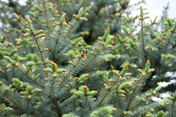 Young shoots of blue spruce after rain
