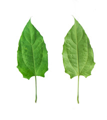 Fototapeta premium Herbs, fresh green laurel vine (Thunbergia laurifolia), front and back of the leaves, isolated on a white background. Thunbergia laurifolia is an herb used to absorb toxins.