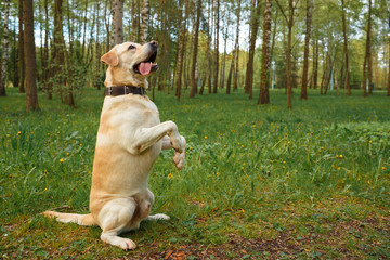 White Labrador Retriever stands on its hind legs and looks at the owner.