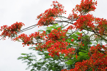 Beautiful red royal poinciana or flamboyant flower (Delonix regia) in summer