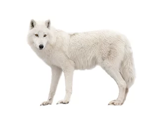 Deurstickers Polar wolf isolated on a white background. © fotomaster