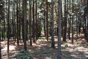 Troncos de árvores