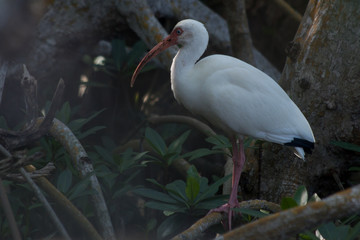 White Ibis in nature