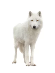 Fotobehang Polaire wolf geïsoleerd op een witte achtergrond. © fotomaster