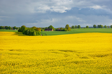 Rzepak - żółte kwiaty rzepaku - krajobraz rolniczy, Polska, Warmia i mazury