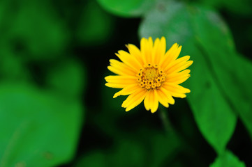 Beautiful little yellow flower blooming in summer