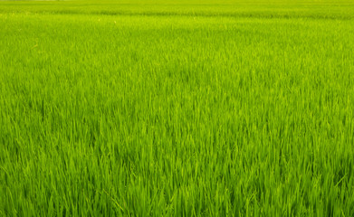 the green and fresh grass land