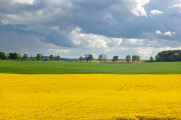 Rzepak - żółte kwiaty rzepaku - krajobraz rolniczy, Polska, Warmia i mazury