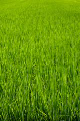 the green and fresh grass land