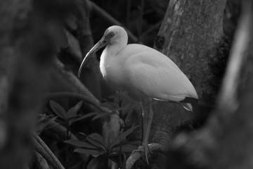 White Ibis in Black and White