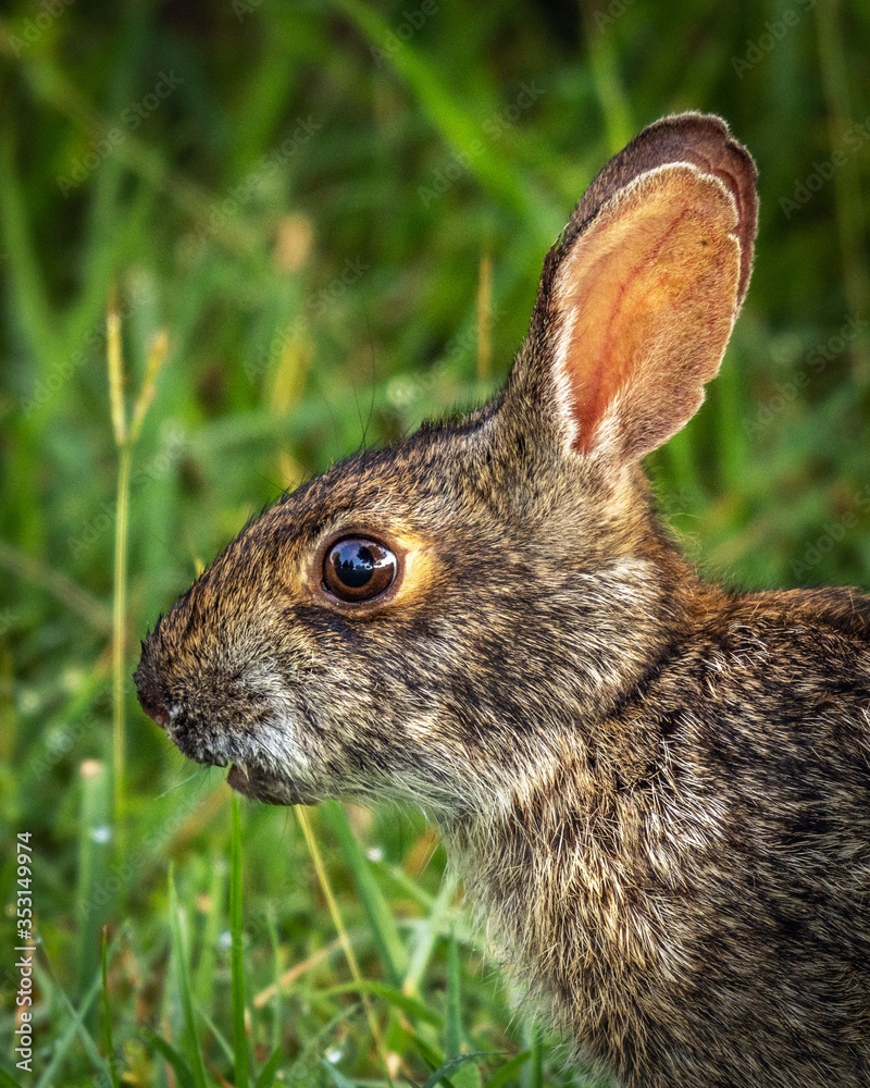 Wall mural Swamp rabbit portrait!