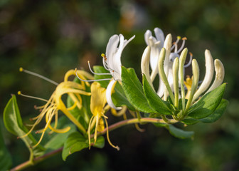 Yellow and white honeysuckle along the nature trail in Pearland!