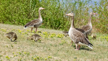 Gänsefamilie, Gans, Wildgans, Graugans