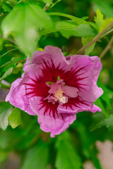Hibiscus syriacus flower, blooming with green leaves background