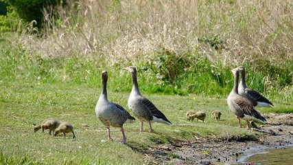 Gänsefamilie, Gans, Wildgans, Graugans