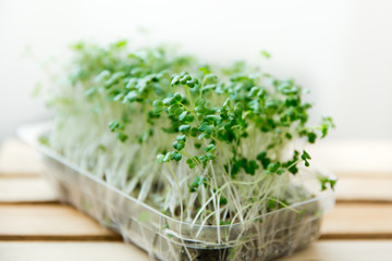 Fresh micro greens of broccoli, sprouts of young vegetables. Super food, wholesome food, vegetarianism. Growing vegetables at home. Soft focus.