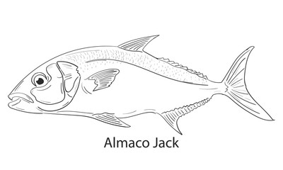 Amberjack doodle fishing logo. Almaco jack fish club emblem. Fishing theme illustration. Isolated on black and white.
