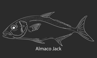 Amberjack doodle fishing logo. Almaco jack fish club emblem. Fishing theme illustration. Isolated on black and white.