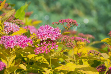 Beautiful bright pink meadowsweet flowers with bright yellow leaves closeup