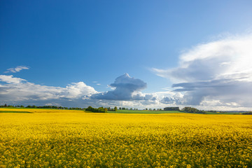 Rzepak - żółte kwiaty rzepaku - krajobraz rolniczy, Polska, Warmia i mazury - obrazy, fototapety, plakaty
