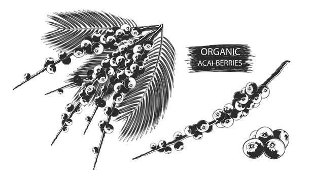 Acai berries hand drawn sketch. Healthy fresh acai berries in retro style. Organic food. Eco fruits.