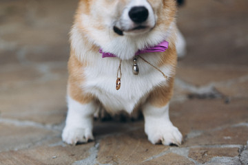 Corgi dog with wedding rings attached to a collar