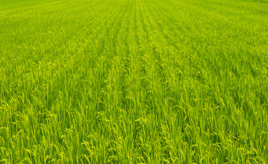 the green and fresh grass land