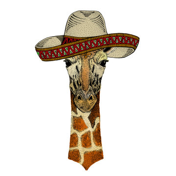 Giraffe head. Sombrero mexican hat. Portrait of wild animal.
