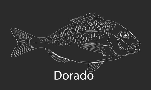 Dorado fishing doodle logo. Dorado fish doodle club emblem. Fishing theme illustration. Isolated on white.