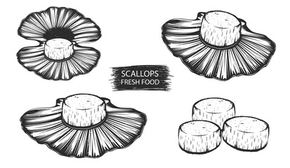 Scallops isolated vector illustration. Clams seafood background. Scallops with shells.