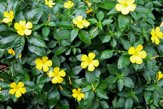 Damiana trees, yellow flower and green leaves , droplets are on yellow petals.