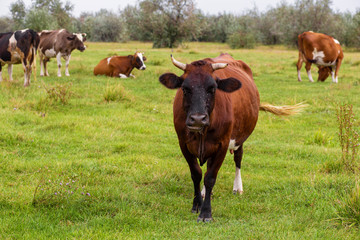 Naklejka na ściany i meble Rural cows graze on a green meadow. Rural life. Animals. agricultural country