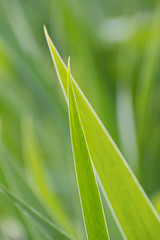 Closeup nature view of insolated juicy green long narrow  leaves diagonally. Picture vertical