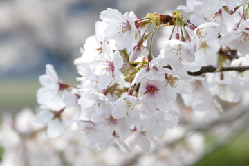 桜 岐阜県山県市
