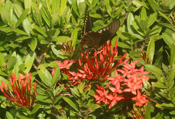 red and yellow butterfly