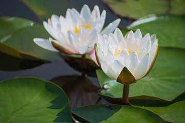 Two amazing white water lilies on green leaves background