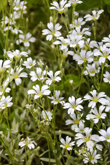 Scattering of blooming white flowers on flowers bed in garden, beautiful spring background of small delicate flowers. Selective focus.