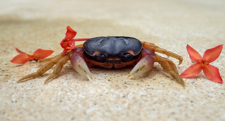 Crabs at the beach in Costa Rica
