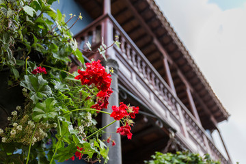 closeup of a geranium with red flowers and green leaves in the background out of focus a typical Canarian wooden building